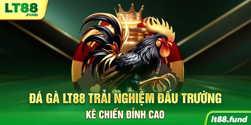 Đá gà LT88 trải nghiệm đấu trường kê chiến đỉnh cao
