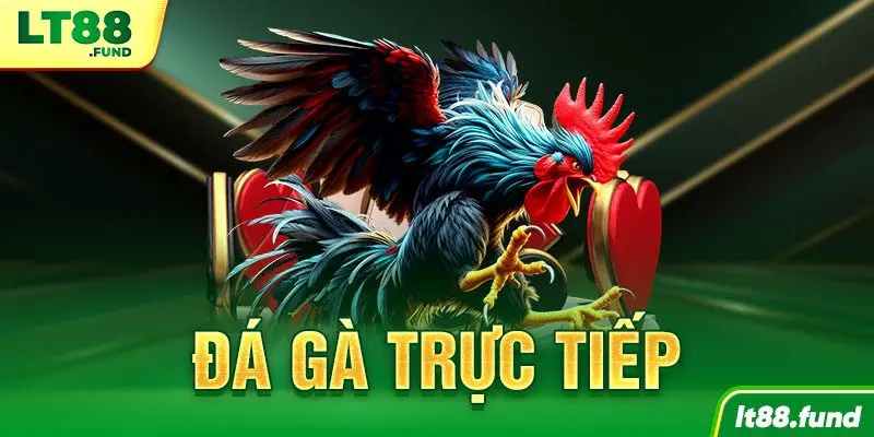 Đá Gà Trực Tiếp LT88: Trải nghiệm trận đấu đầy kịch tính