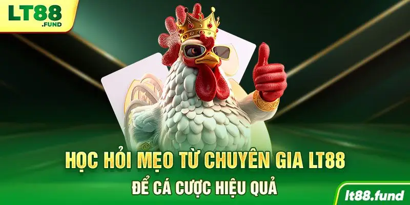 Học hỏi mẹo từ chuyên gia LT88 để cá cược hiệu quả