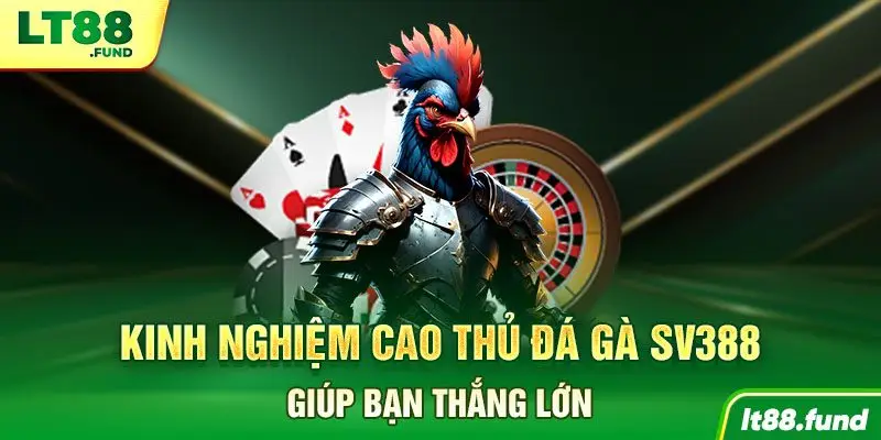 Kinh nghiệm cao thủ đá gà SV388 giúp bạn thắng lớn