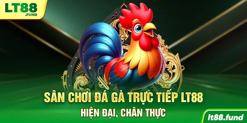 Sân chơi đá gà trực tiếp LT88 hiện đại, chân thực